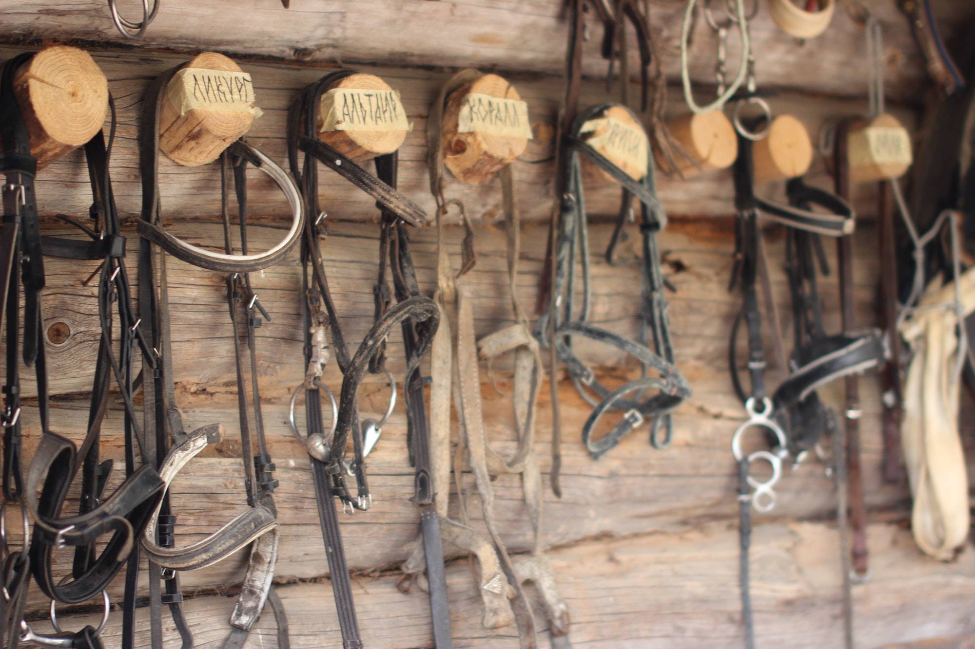 bridles for horses on the wall