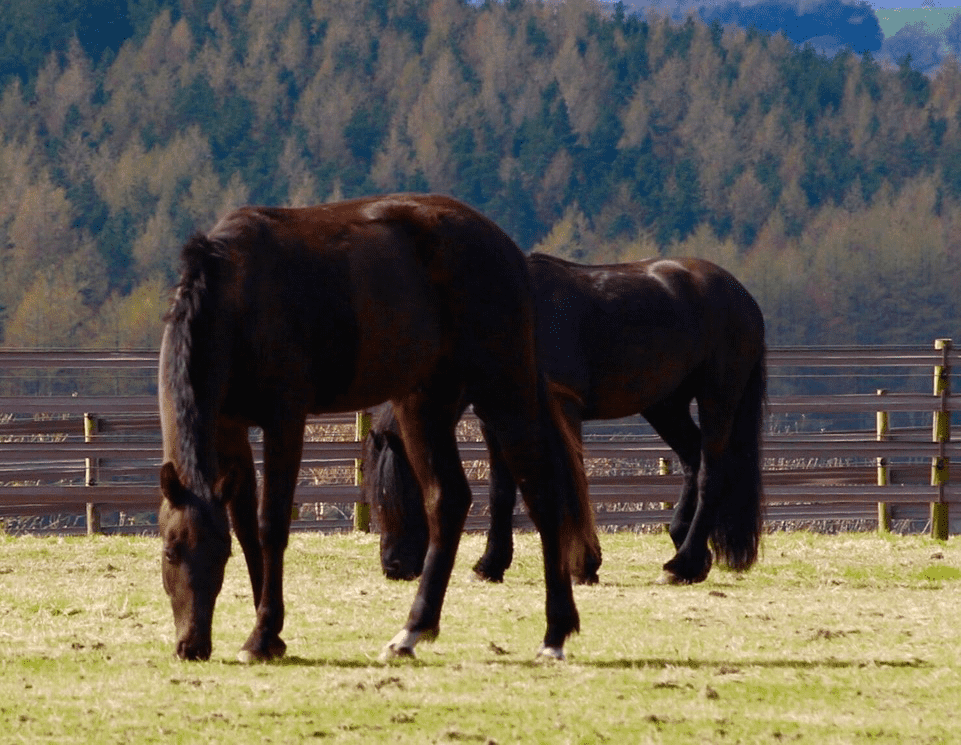 horse1-cropped